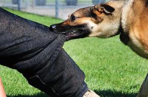 Юридические услуги в Челябинске Взыскание ущерба при укусе собаки.jpg